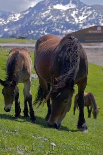 Photo: 
Mountain Horses Pyrenees Spain