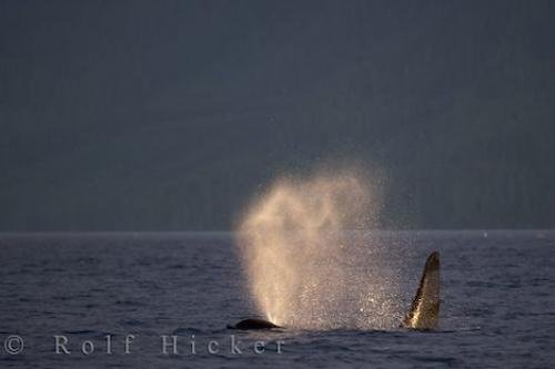Photo: 
Mountain Mist Beautiful Killer Whales