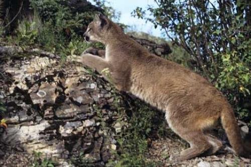 Photo: 
Fast Cat Mountain Lion Pictures