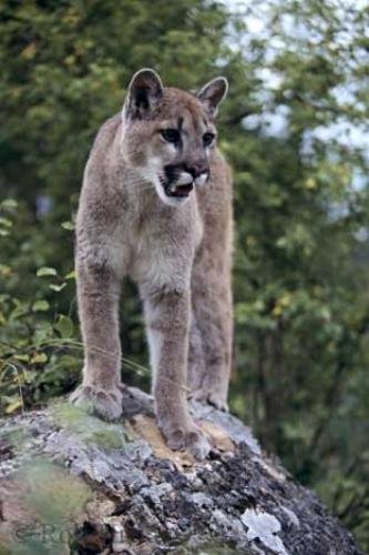Photo: 
Young Mountain Lion Puma