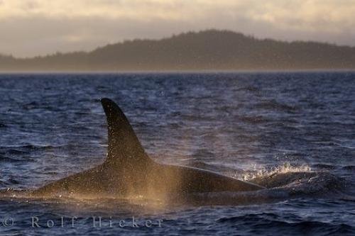Photo: 
Mystical Killer Whale Appearance Vancouver Island
