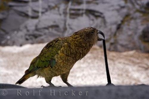 Photo: 
Native Bird Of New Zealand
