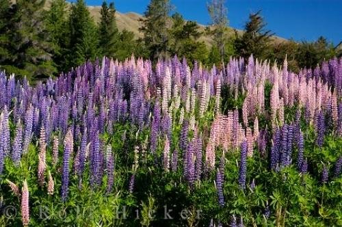 Photo: 
Nature Wilderness Russell Lupin Flowers