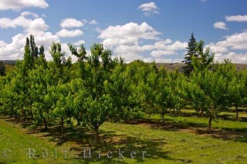 Photo: 
Nectarine Trees Central Otago
