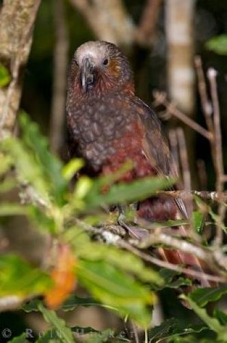 Photo: 
New Zealand Kaka Bird Wairarapa