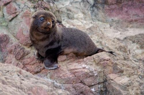 Photo: 
New Zealand Fur Seal Pup Wairarapa New Zealand