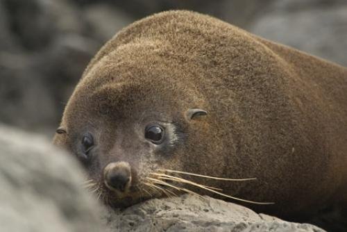 Photo: 
New Zealand Fur Seal