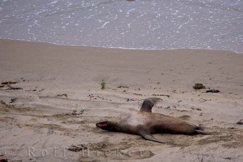 Photo: 
New Zealand Sea Lion Behavior Otago NZ