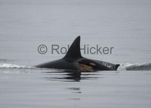Photo: 
Newborn Baby Transient Killer Whale