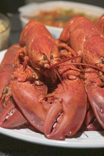 Photo: 
Picture of Newfoundland Lobster