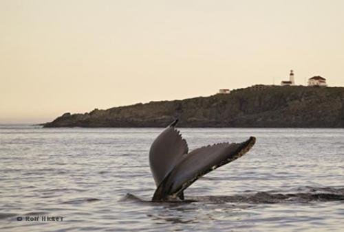 Photo: 
Newfoundland Whale