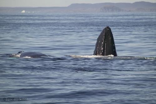 Photo: 
Newfoundland Whales