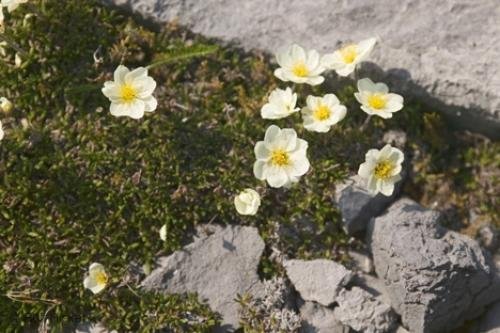 Photo: 
Burnt Cape Ecological Reserve Flower Paradise