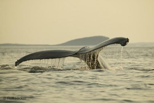 Photo: 
Newfoundland Whale Watching Humpback Whale