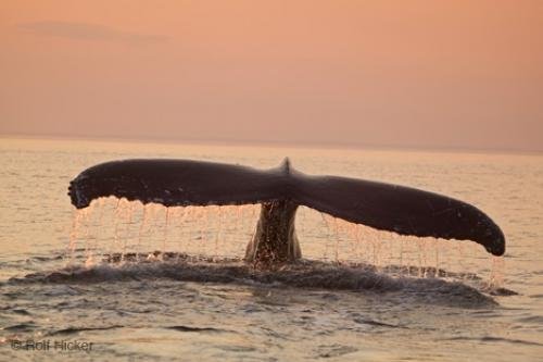 Photo: 
whales of newfoundland