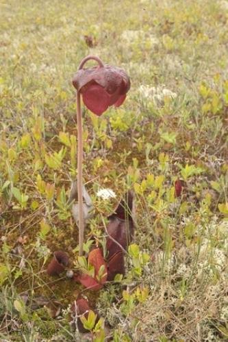 Photo: 
Sarracenia purpurea