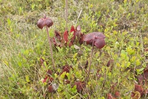 Photo: 
pitcher plants