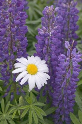 Photo: 
Chrysanthemum leucanthemum