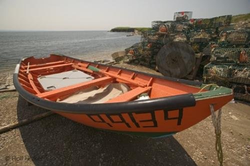 Photo: 
newfoundland F76T3802