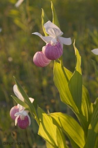 Photo: 
Ladyslippers