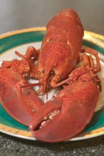 Photo: 
Fresh Home Prepared Red Lobster