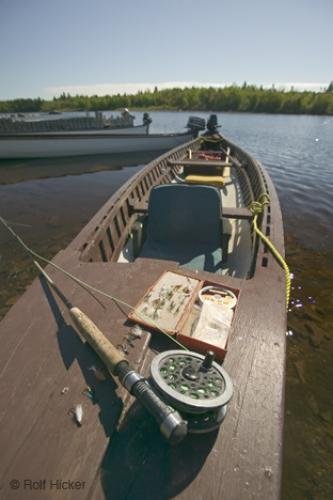 Photo: 
newfoundland F76T7846