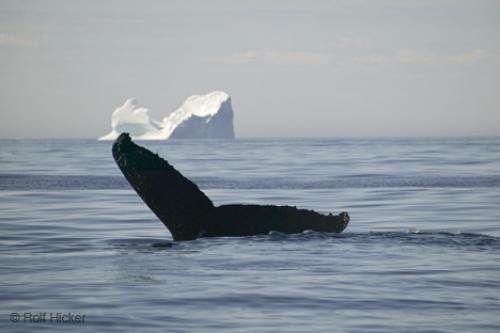 Photo: 
Viking Trail Whale Watching