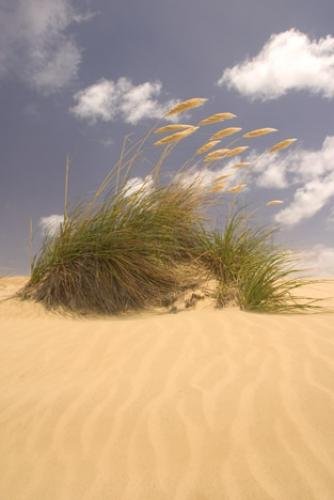 Photo: 
Te Paki Sanddunes