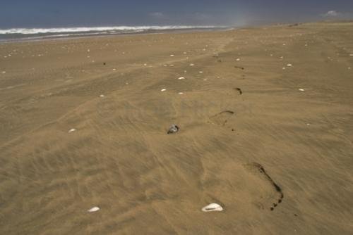 Photo: 
Foot prints 90 Mile Beach