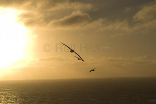 Photo: 
Sunset Flying Gannets Muriwai Beach