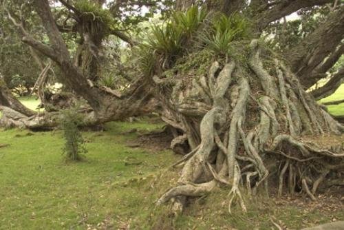 Photo: 
Old Tree Roots