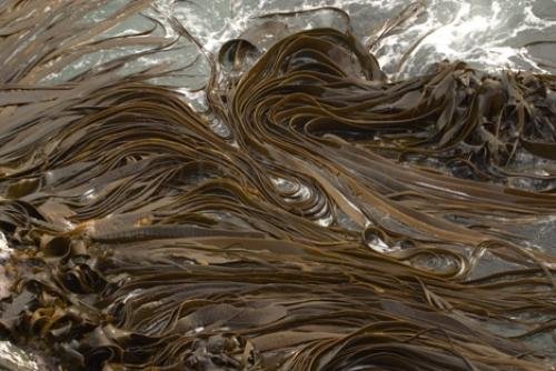 Photo: 
Abstract Kelp