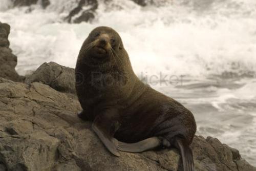 Photo: 
Fur Seal