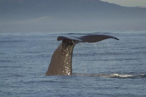 Photo: 
Whales