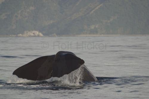 Photo: 
Sperm Whale Watching