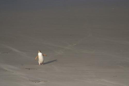 Photo: 
yellow eyed penguin sandy beach