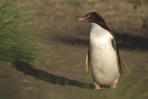 Photo: 
penguin picture