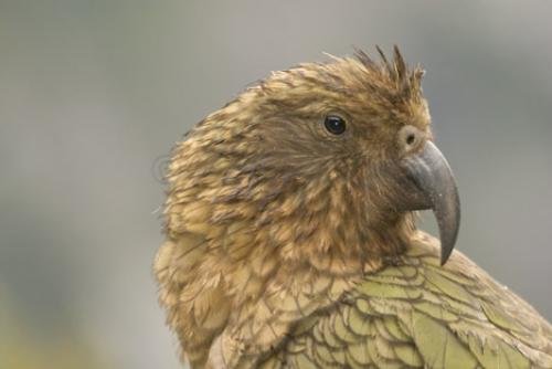 Photo: 
Kea New Zealand Pictures Of Birds