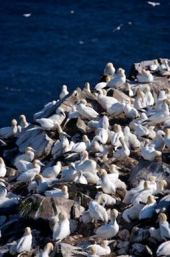 Photo: 
Northern Gannets Newfoundland