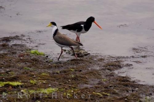 Photo: 
Bird Species Of New Zealand Spur Winged Plover Pied Oystercatcher South Island