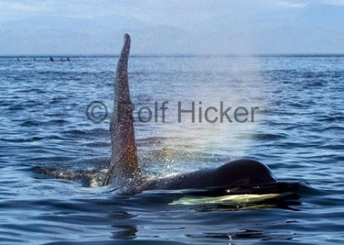 Photo: 
Ocean Animal Orca Whale