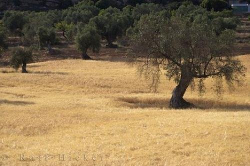 Photo: 
Olive Tree Orchard