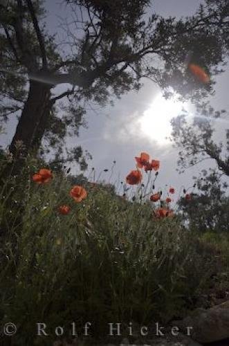 Photo: 
Olive Trees Wildflowers Poppies Provence Village