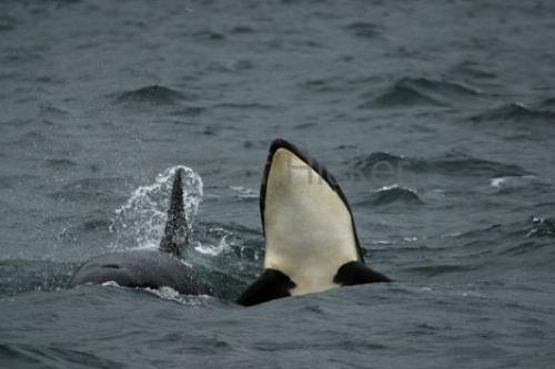 Photo: 
Orca Baby Spyhop