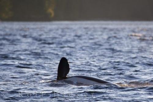 Photo: 
Orca Fin Northern Vancouver Island
