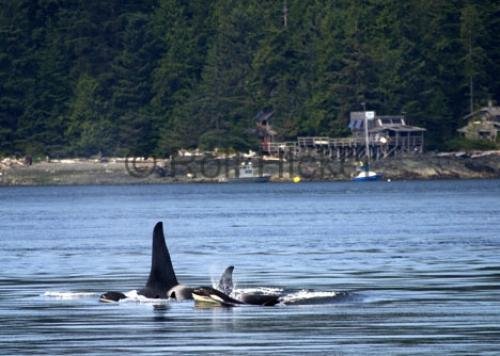 Photo: 
Orca Lab Hanson Island Orcas