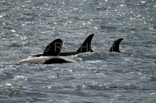 Photo: 
Orca Playing