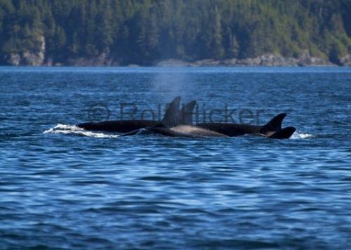 Photo: 
Traveling Orca Family Pod