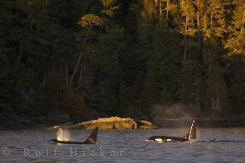 Photo: 
Orca Pod Northern Vancouver Island