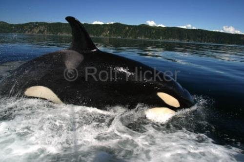 Orca Whale Facts | Photo, Information